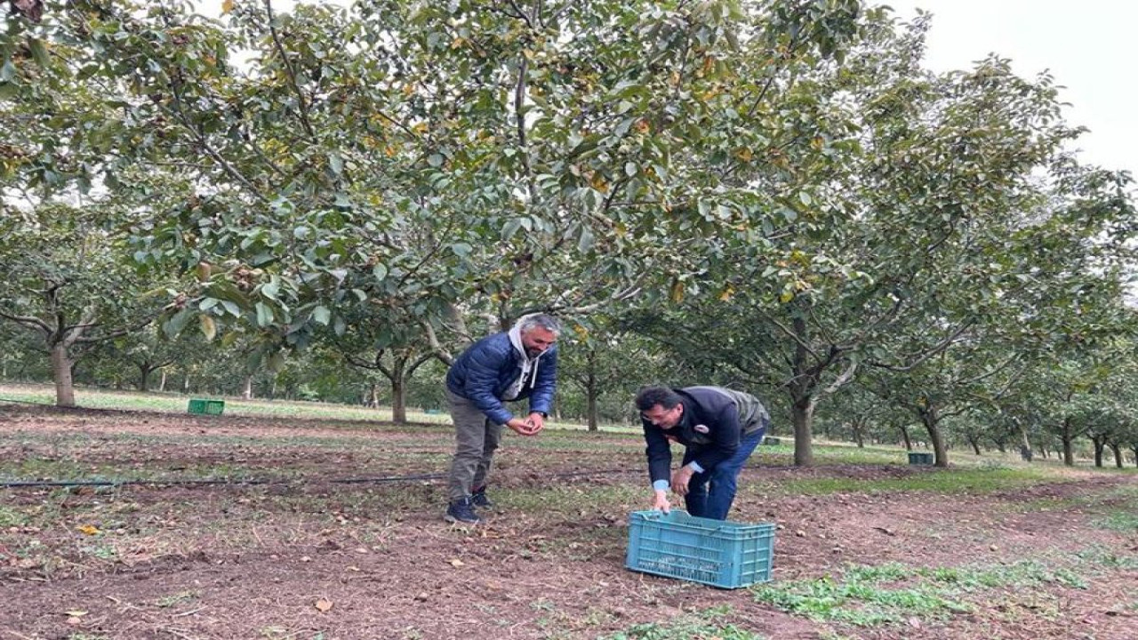 Hasadı başladı kanser ve kalp hastaları avuç avuç yiyor. Tezgaha konmasıyla satılması bir oluyor