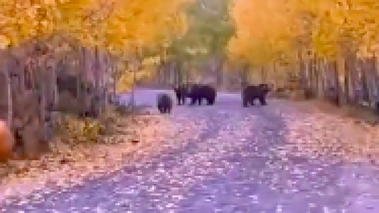 Dış çekimde gelin ve damadı korkutan ayılar
