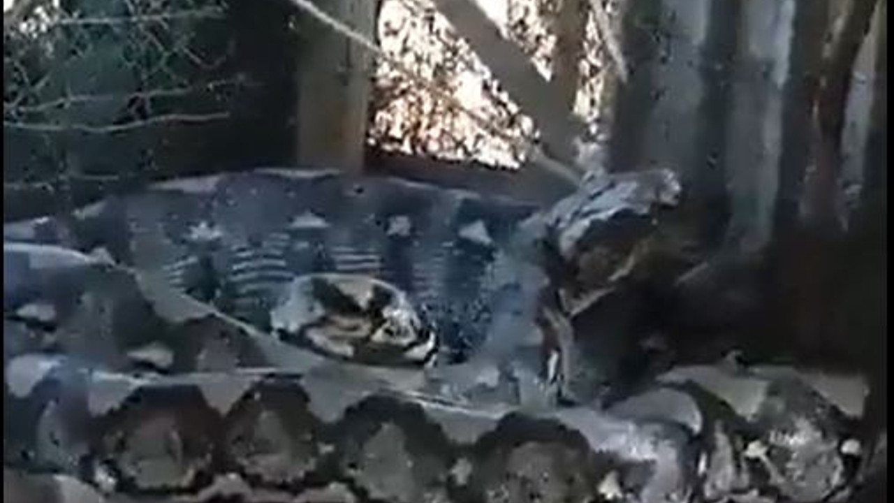 İnsan yiyen dev anakonda yakalandı. Köpek gibi başından bağlandı
