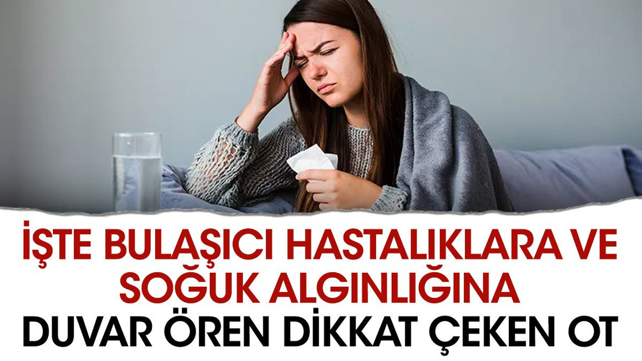 İşte bulaşıcı hastalıklara ve soğuk algınlığına duvar ören dikkat çeken ot