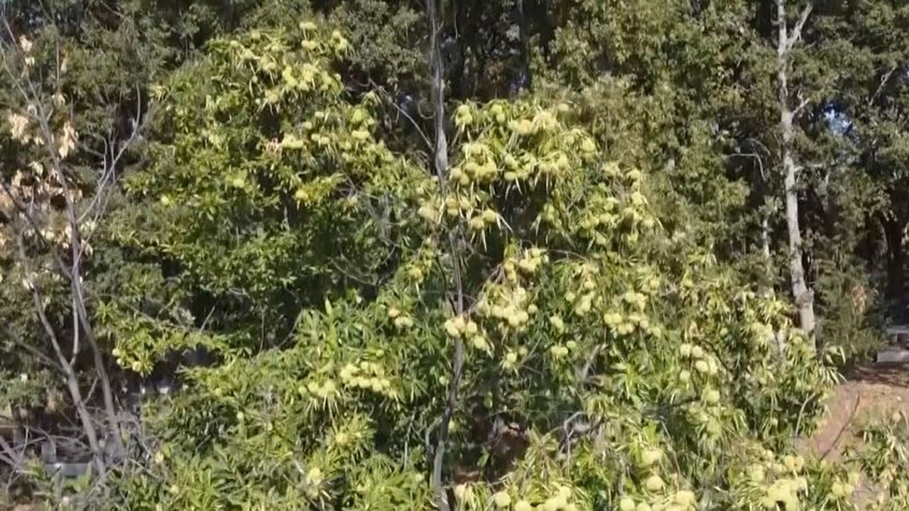 Ağaçtan toplanıyor kuyuda saklanıyor 2 ay sonra satılıyor. Tadına tat katan ot açıklandı