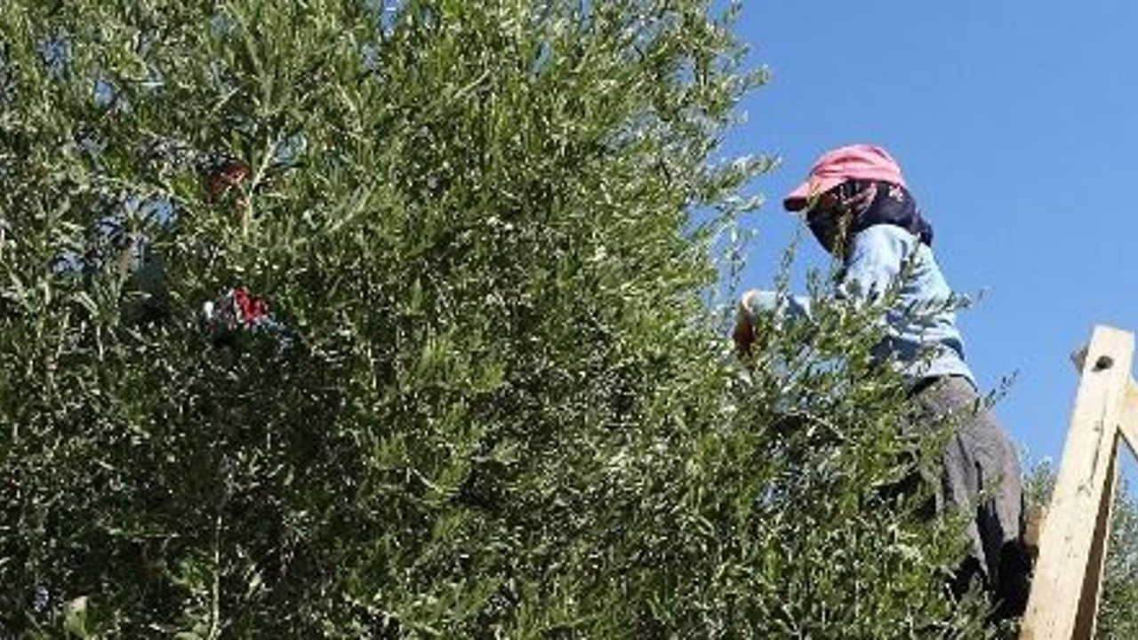 Tarakla toplanıyor Türkiye'nin her yerine gönderiliyor