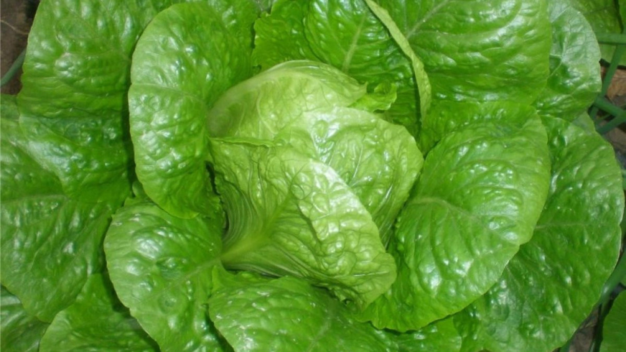 Marul deyip geçmeyin