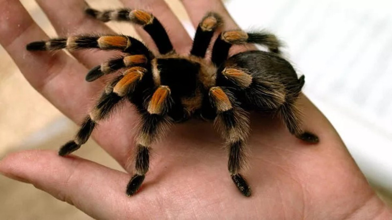 Zehirden kalp ilacı