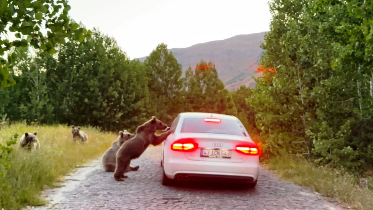 Ayılar araçların yolunu kesti. Adeta haraç alıyorlar