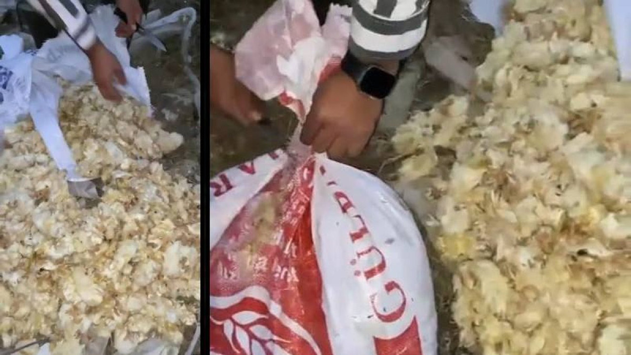 Amasya'da ağzı bağlı çuvallarda, 600 ölü civciv bulundu