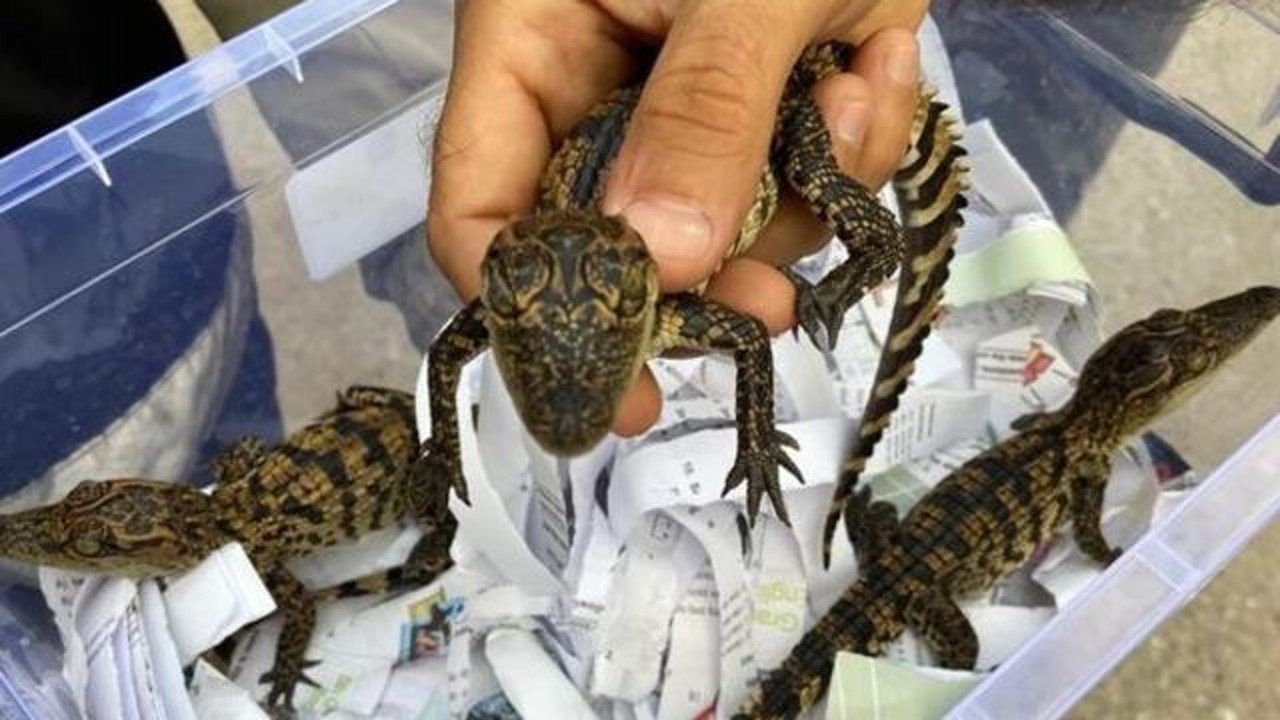 İstanbul'da evinde yavru timsah besleyen bir kişi yakalandı