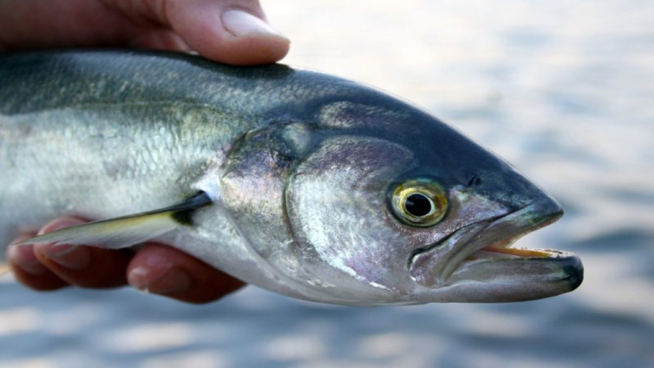 Lüfer nelere iyi gelir