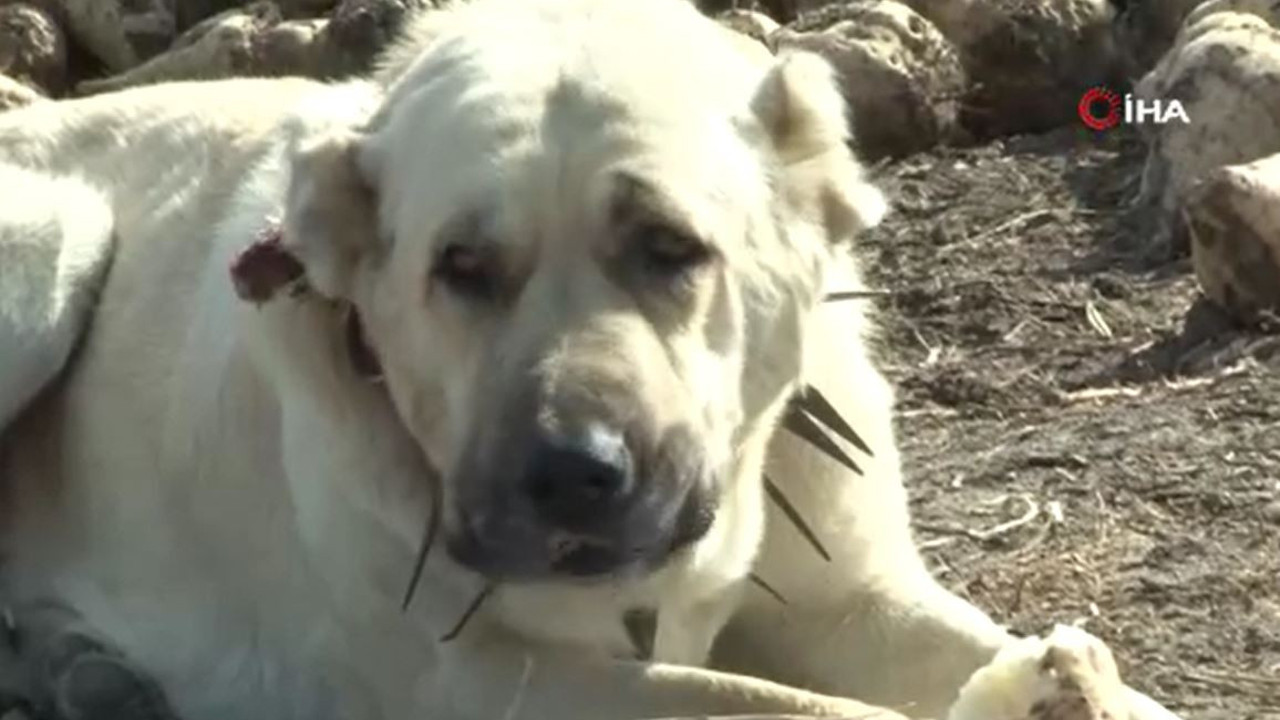 Köylü tarlasında üretiyor dev köpek yedikçe yiyor. Görenler hayret ediyor