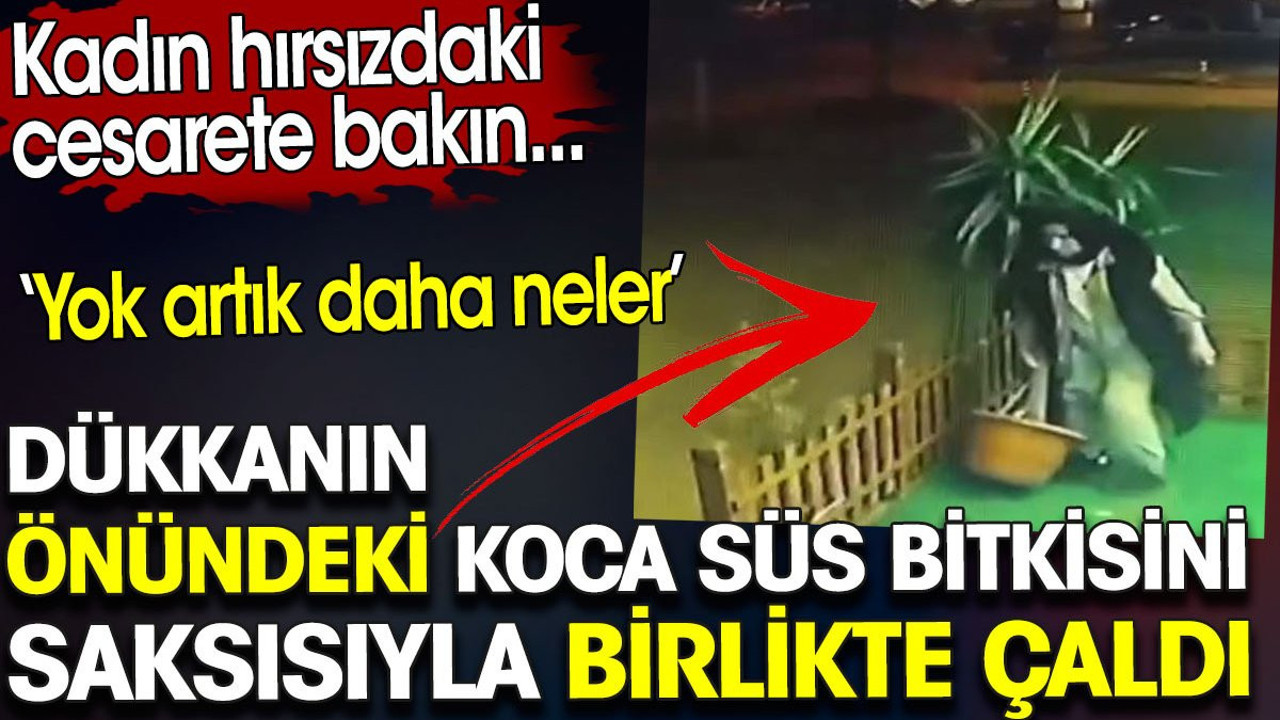 Dükkanın önündeki koca süs bitkisini saksısıyla birlikte çaldı. Kadın hırsızdaki cesarete bakın