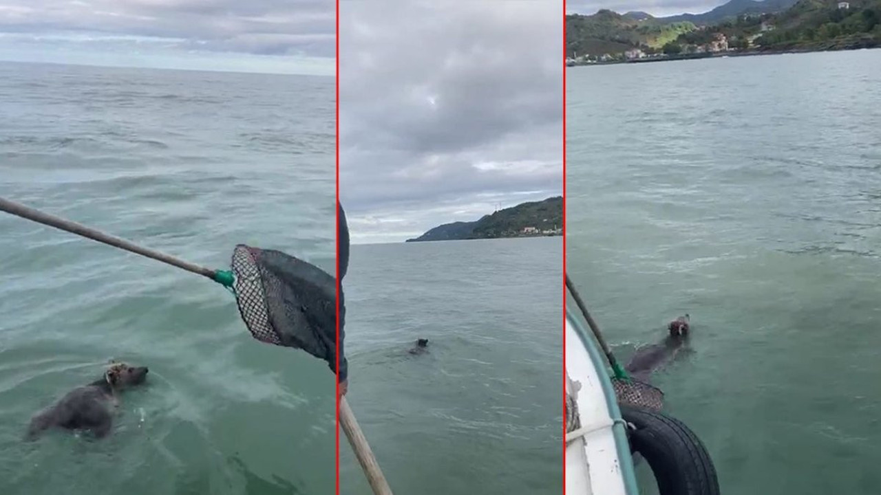 Giresunlu balıkçılar denizde ayı tuttu