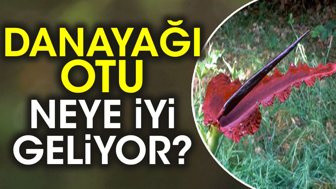 Danayağı otu neye iyi geliyor?