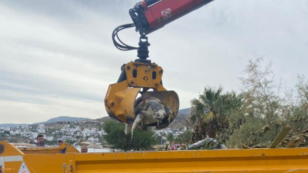 Bodrum sahiline vurdu kepçeyle taşındı. Belediye alarma geçti