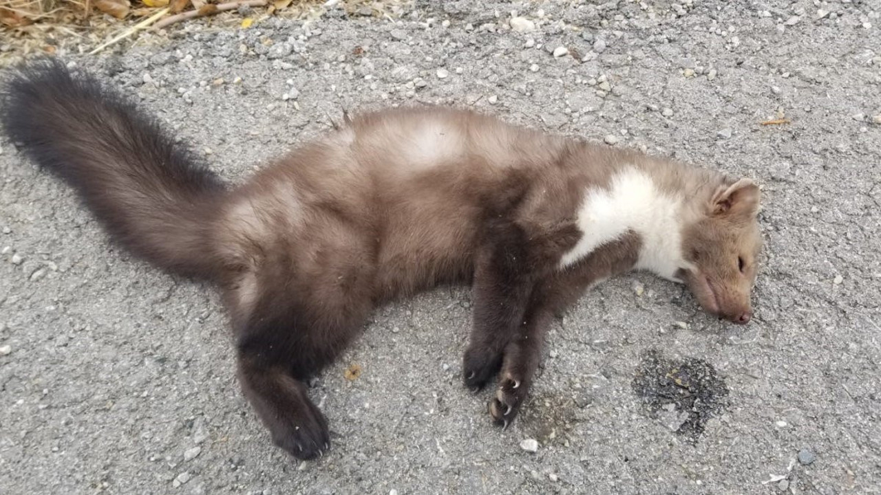 Erzincan'da nesli tükenmekte olan alaca sansar telef oldu