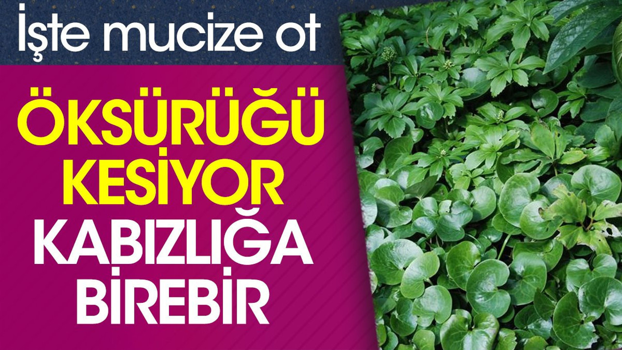 Öksürüğü kesiyor. Kabızlığa birebir. İşte mucize ot
