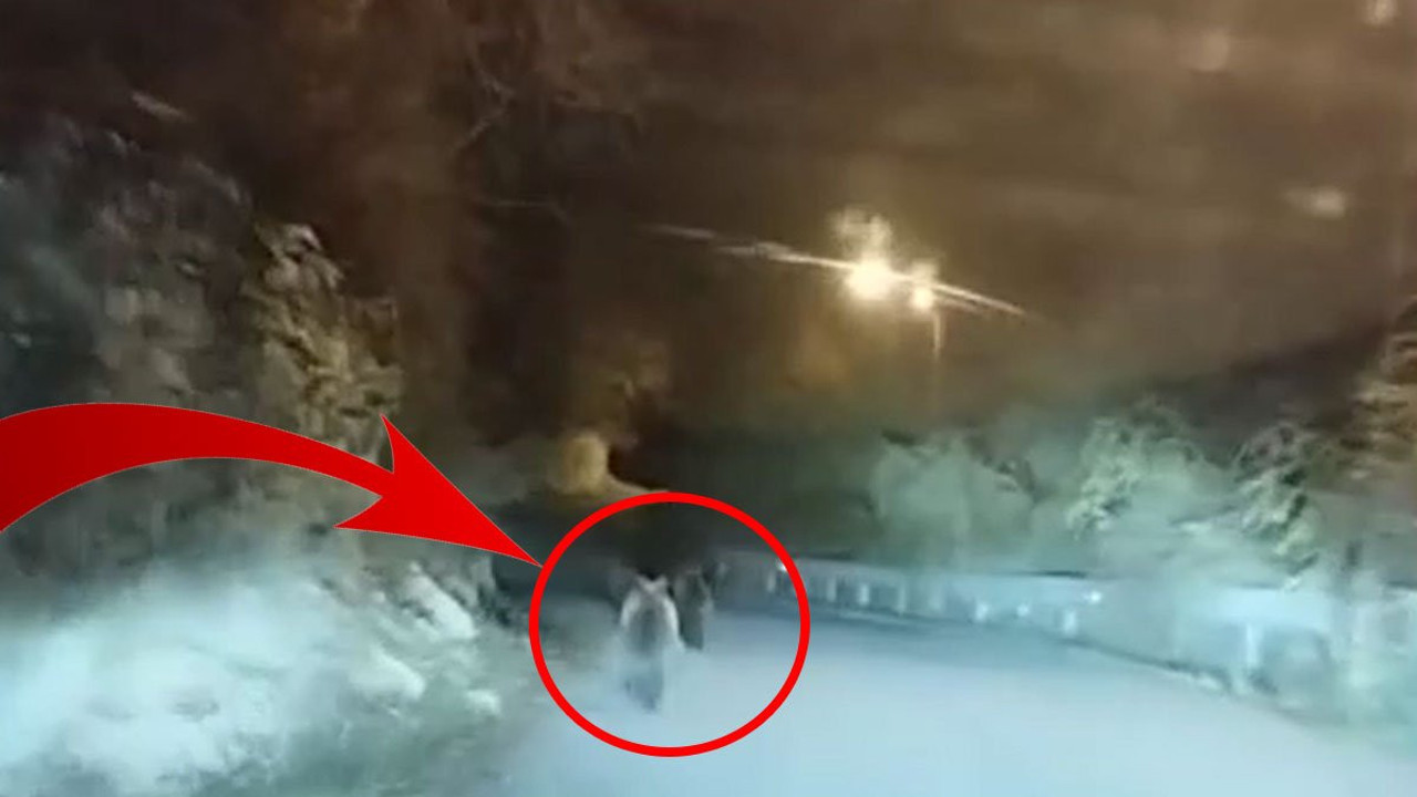 Anne ayı yavrularını korumak için at gibi dört nala koştu