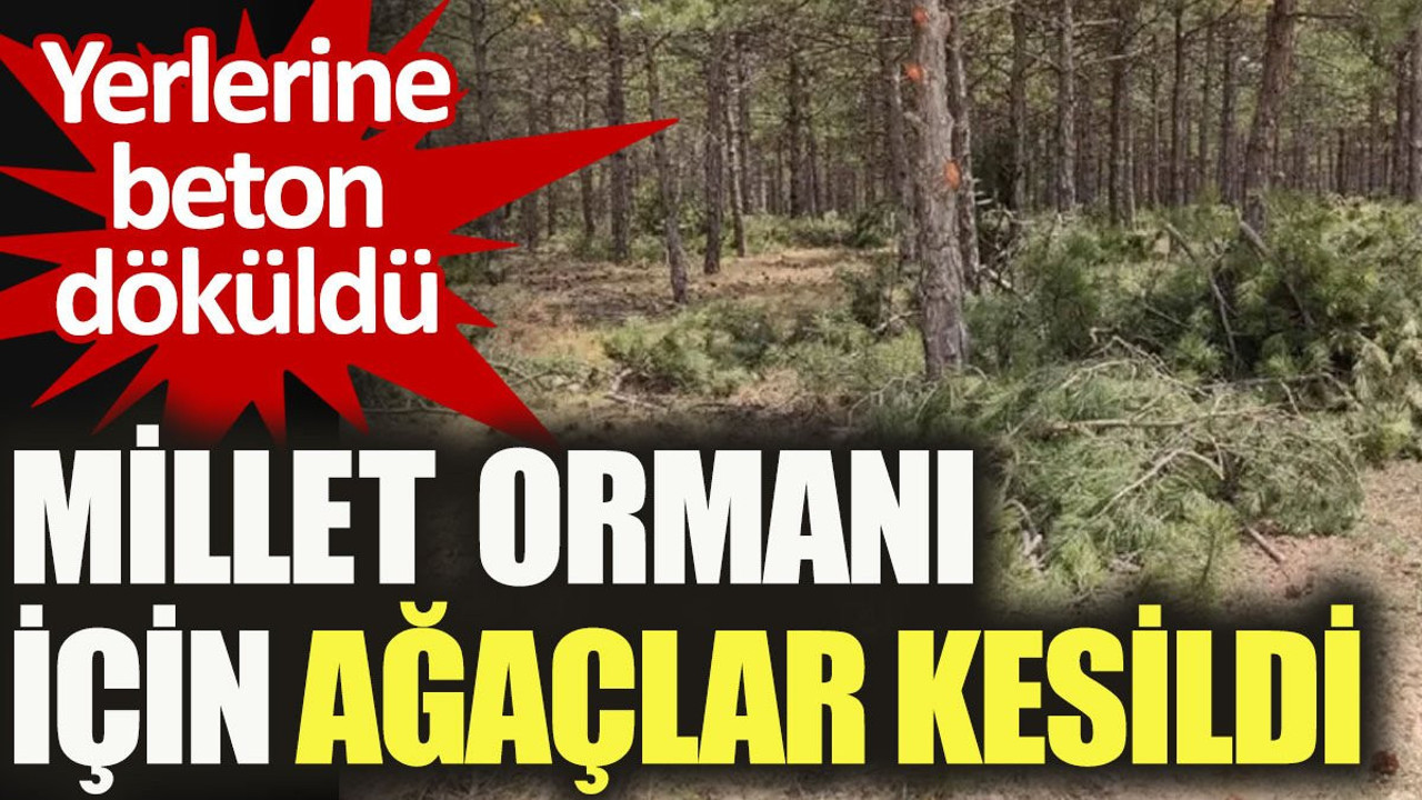 Millet Ormanı için ağaçlar kesildi. Yerlerine beton döküldü