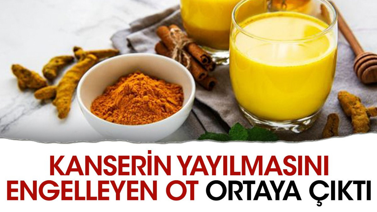 Kanserin yayılmasını engelleyen ot ortaya çıktı