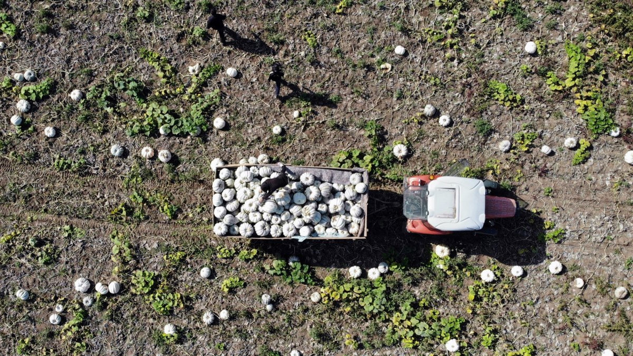 'Beyaz Elmas'ın hasadı başladı Alman ve İtalyanlar kapışıyor. Tarlada kilosu 6 pazarda 15 TL