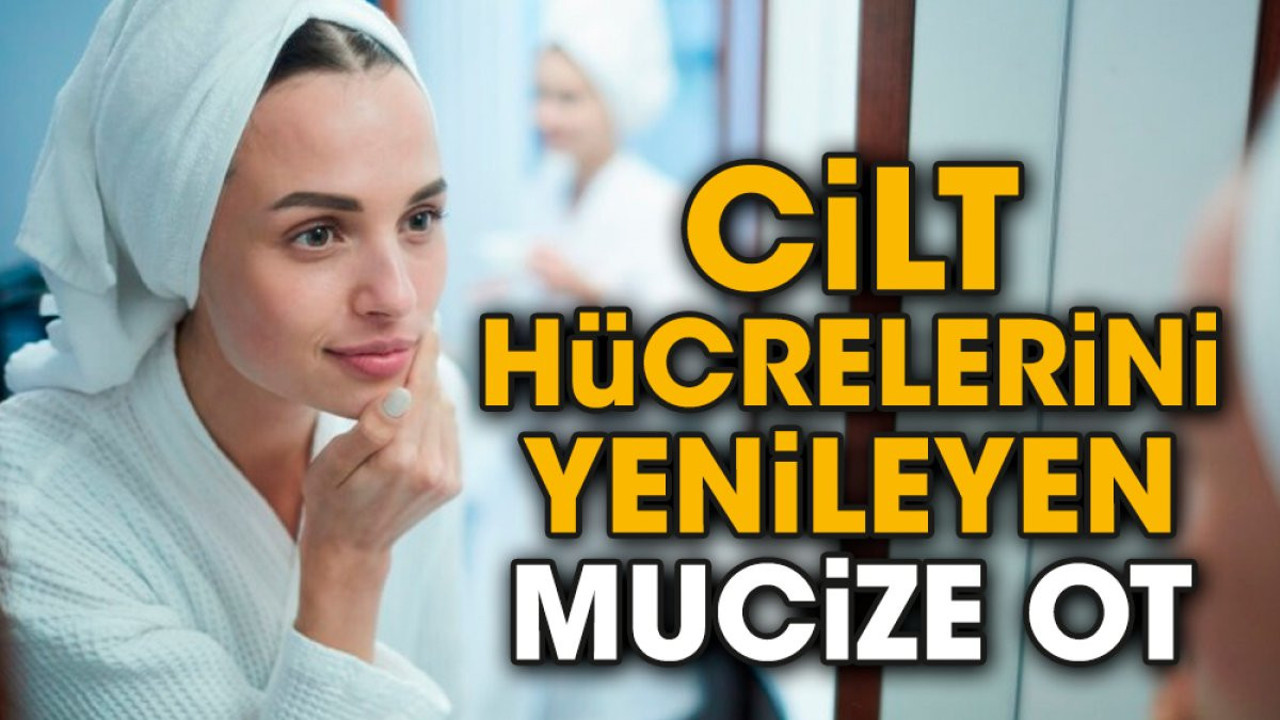 Cilt hücrelerini yenileyen mucize ot