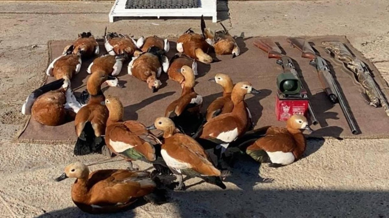 Şanlıurfa'da kaçak avcılara ceza yağdı