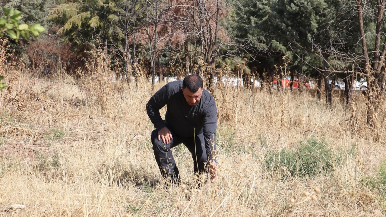 Diyarbakır ve Bingöl’e kuşattı, cadde ve sokakları çekirgeler istila etti. Çözüm yolu Atalarımıza uzanıyor