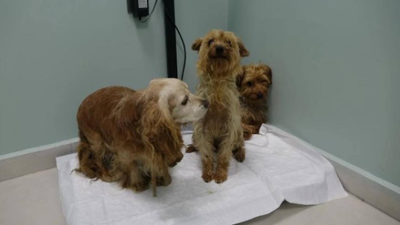 Üretilen cins köpekleri hevesleri geçince sokağa attılar