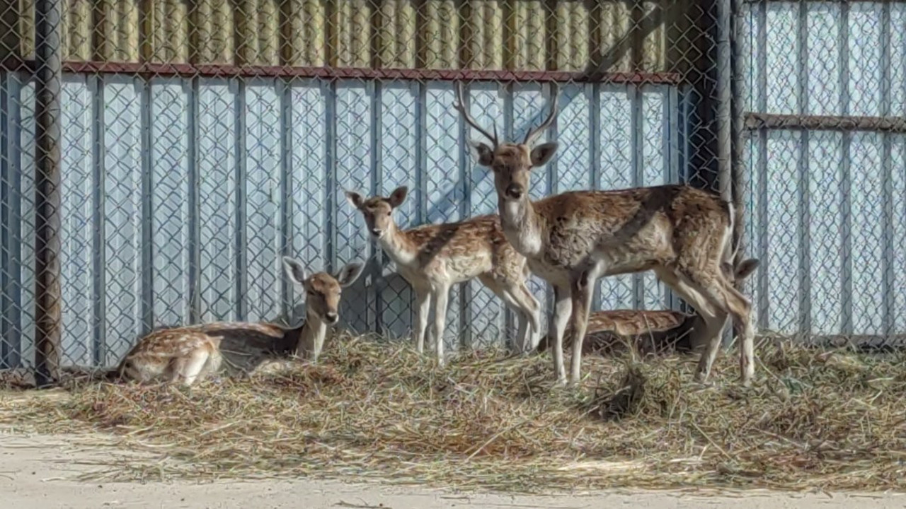 Alageyikleri kaçak şekilde ülkeye soktu. 811 bin lira cezayı yedi