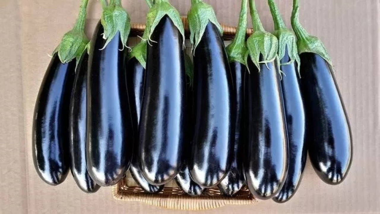 Sapı daha çok yararlı çöpe atmayın