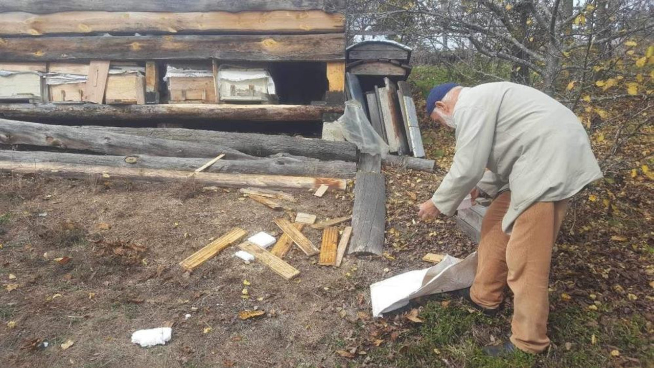 Ayı köye inince hepsini parçaladı
