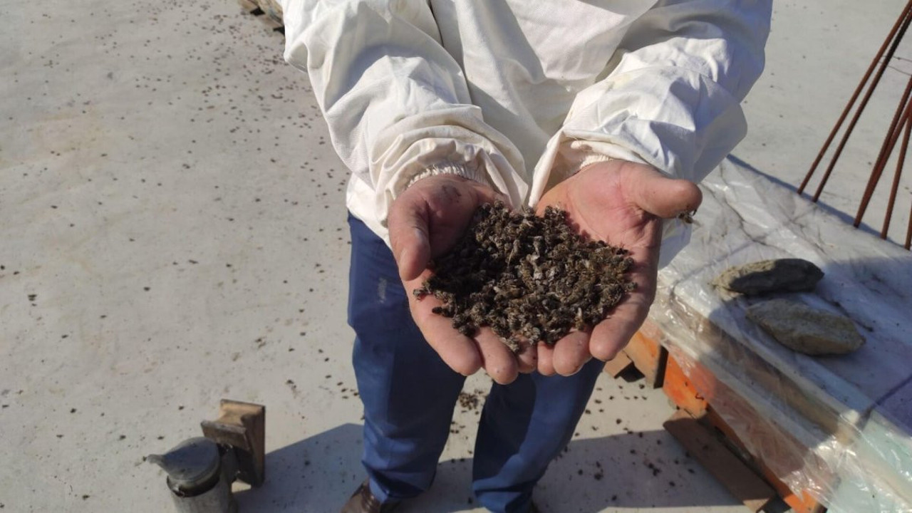 Arıların sır ölümü. Kovanlara hastalık girdi arıların yüzde 30'u telef oldu