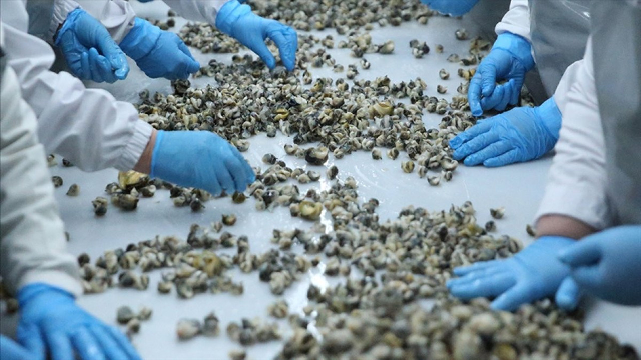 Türkiye’de hiç yenilmiyor 9 ülke almak için kuyrukta. Geçen seneye göre ihracat yüzde 60 arttı