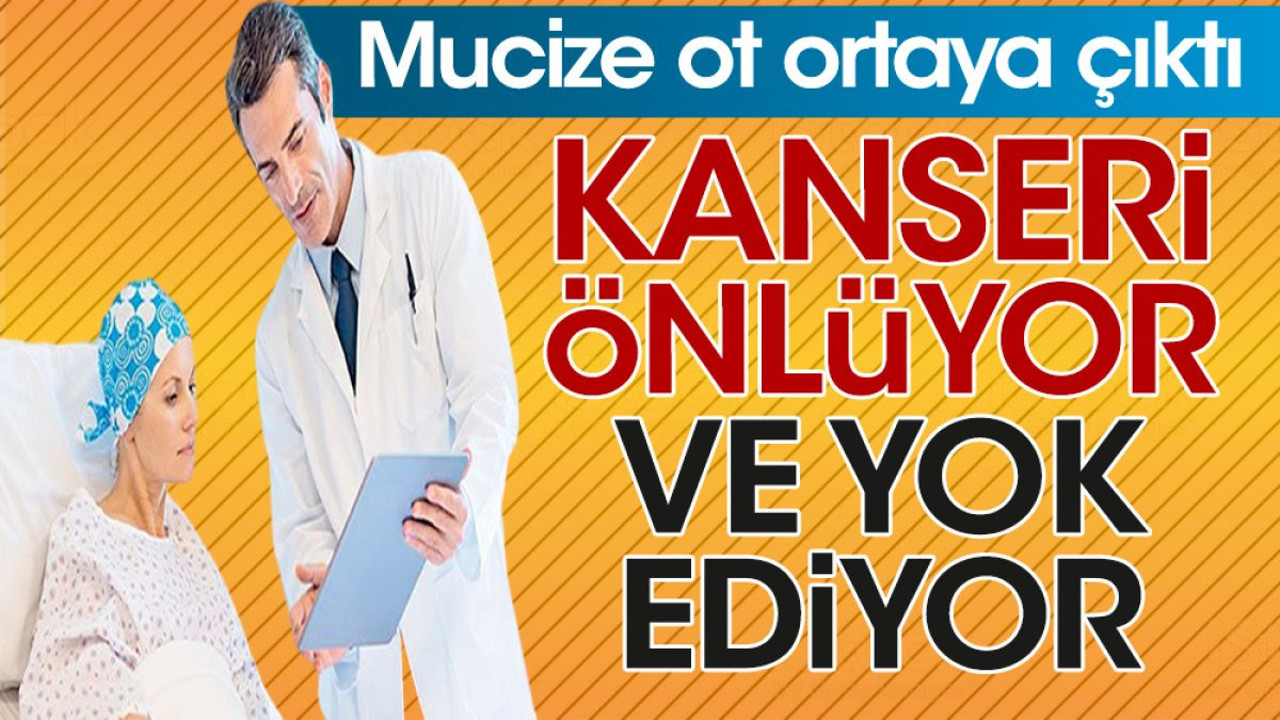 Kanseri önlüyor yok ediyor. Mucize ot ortaya çıktı