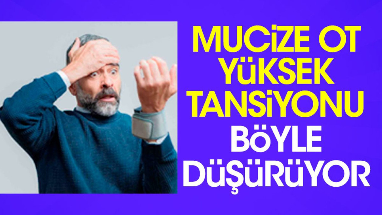 Mucize ot yüksek tansiyonu böyle düşürüyor (01 Kasım 2023)
