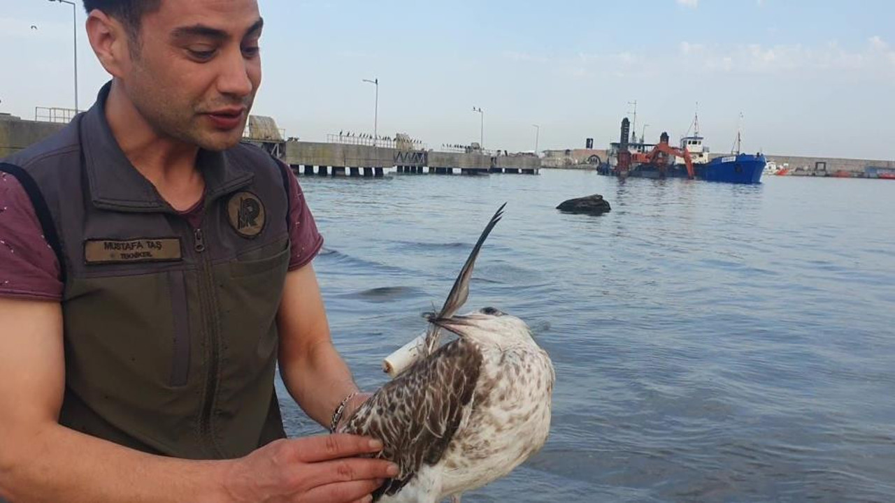 Limandaki martıya olta iğnesi battı