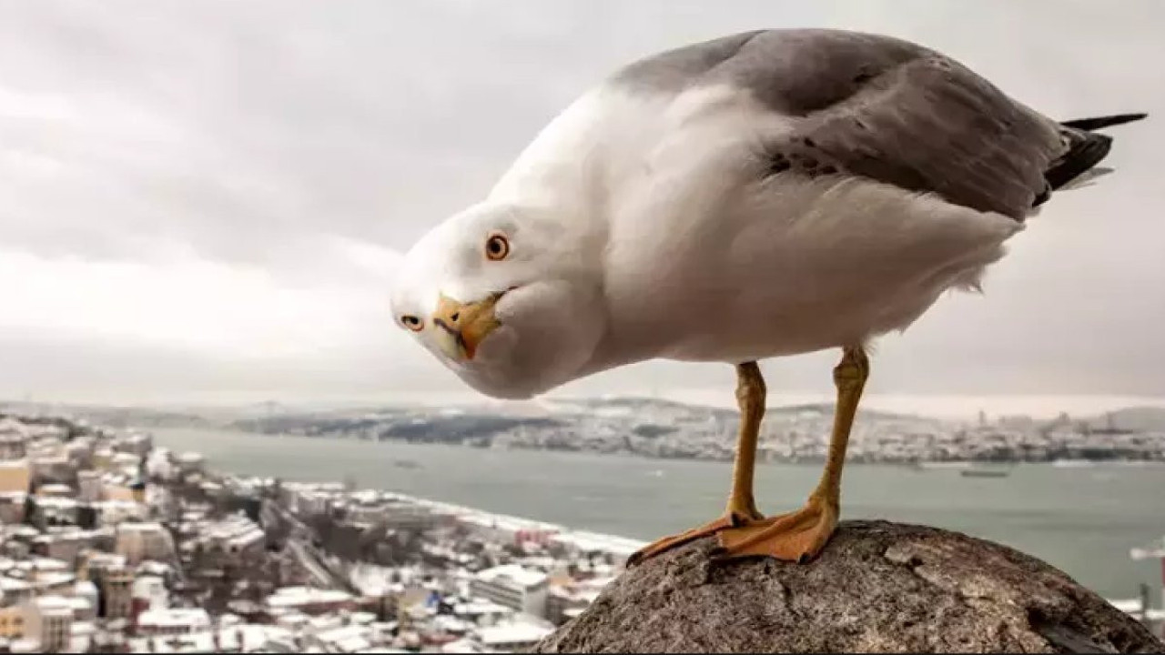 Gagasına olta kanatlarına misina.. Balık yemek isteyen martının başına gelmeyen kalmadı