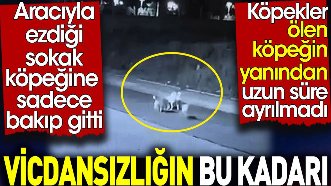 Vicdansızlığın bu kadarı. Aracıyla ezdiği sokak köpeğine sadece bakıp gitti