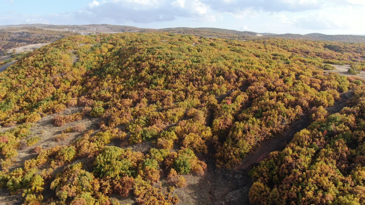 Sonbahar'ın gelmesi ile meşeler kartpostallık pozlar veriyor