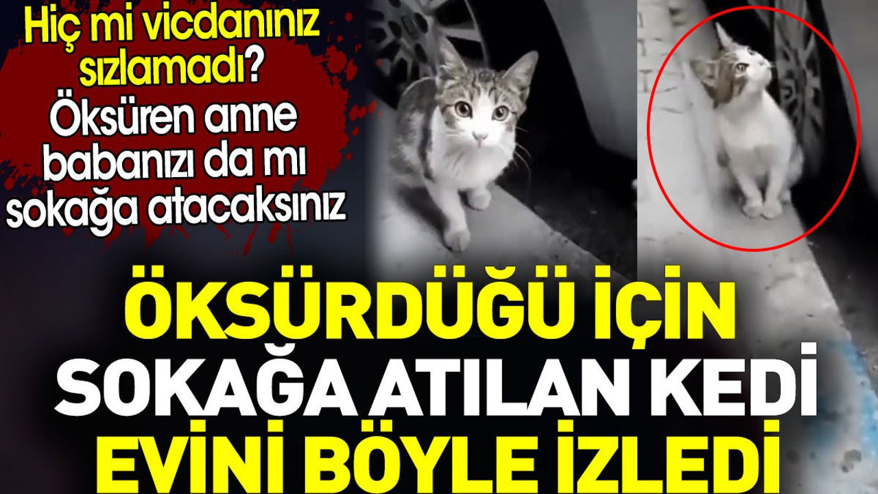 Öksürdüğü için sokağa atılan kedi evini böyle izledi. Hiç mi vicdanınız sızlamadı?