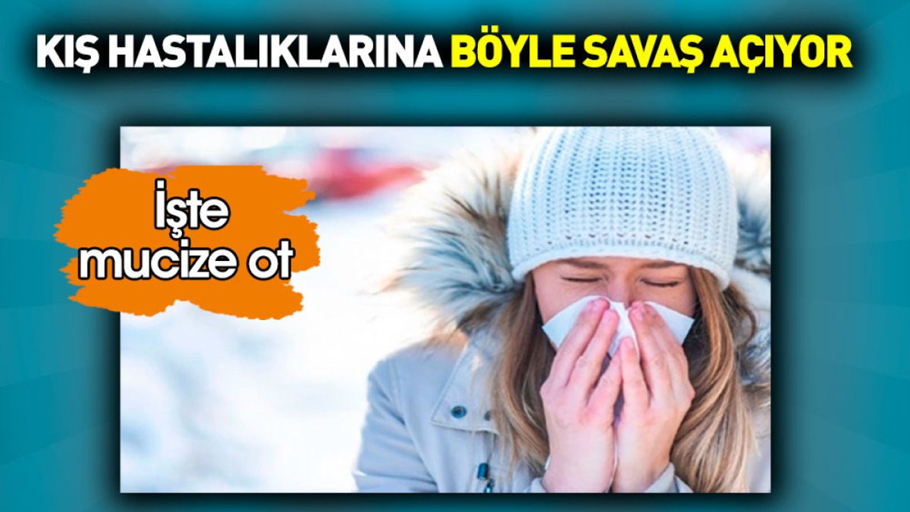 Kış hastalıklarına böyle savaş açıyor. İşte mucize ot