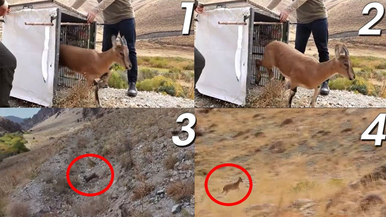 Yaban Keçisi doğaya salınırken yüzleri güldürdü