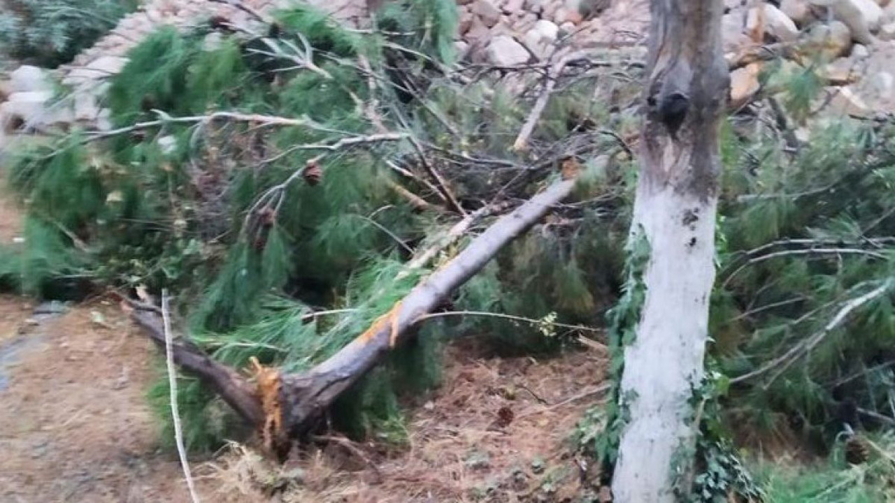 Yazık oldu 23 ağaca