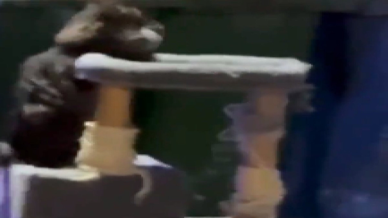 Sokak kedisi çöpe atılan oyuncakla oynadı, görenler duygulandı