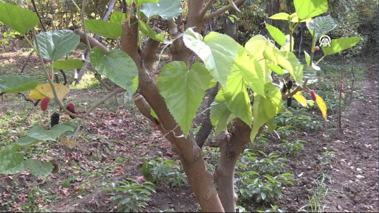Kasımda meyve vermeye başladı! Ağacı görenler şaşkına döndü…