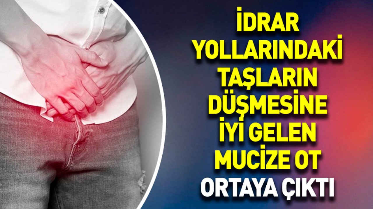İdrar yollarındaki taşların düşmesine iyi gelen mucize ot ortaya çıktı