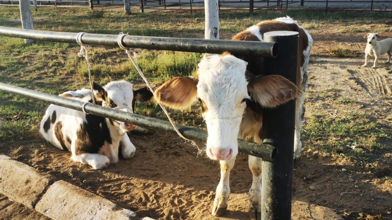 Dalgın vatandaş hayvan pazarında ortalığı ayağa kaldırdı. Böylesini de ilk kez görüyoruz