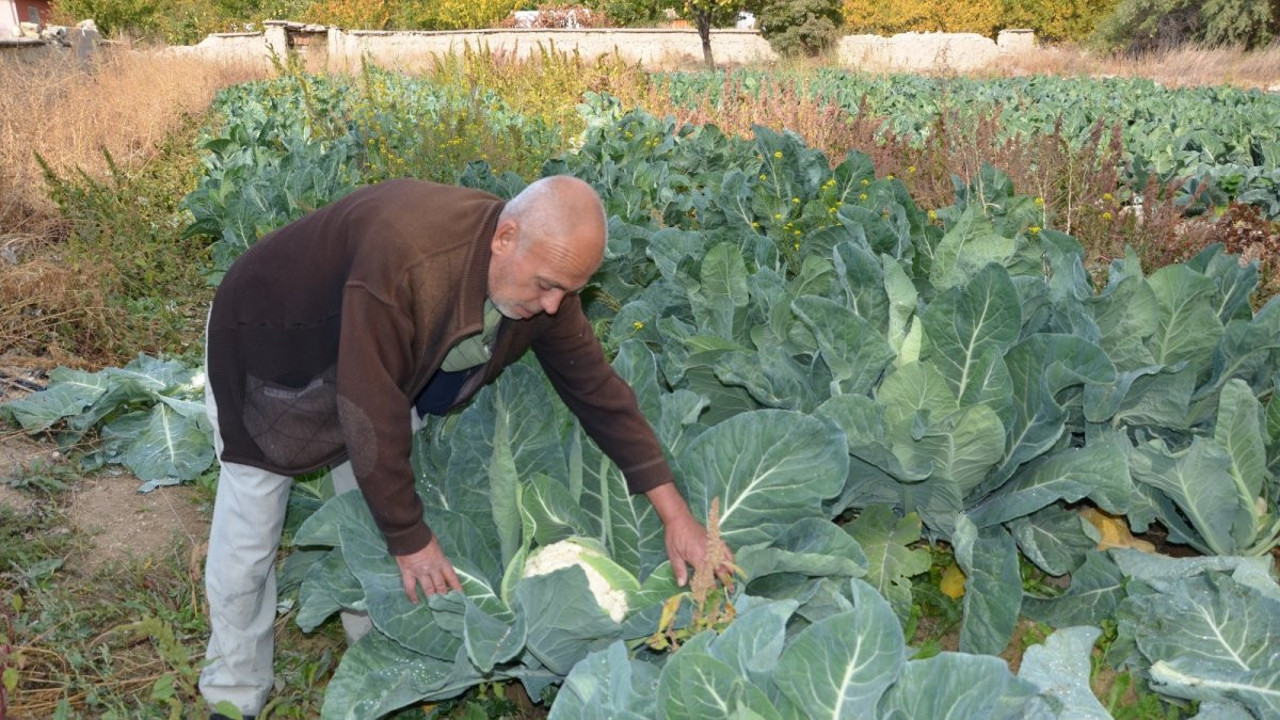 Denemeyle başladı ticarete dönüştü. Talep patlaması yaşandı, şimdi siparişlere yetişemiyor