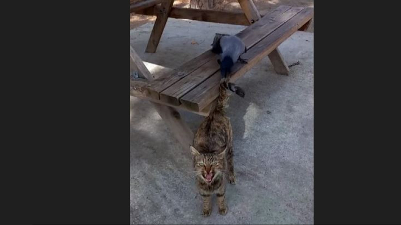 Karga kedinin kuyruğunu gagaladı