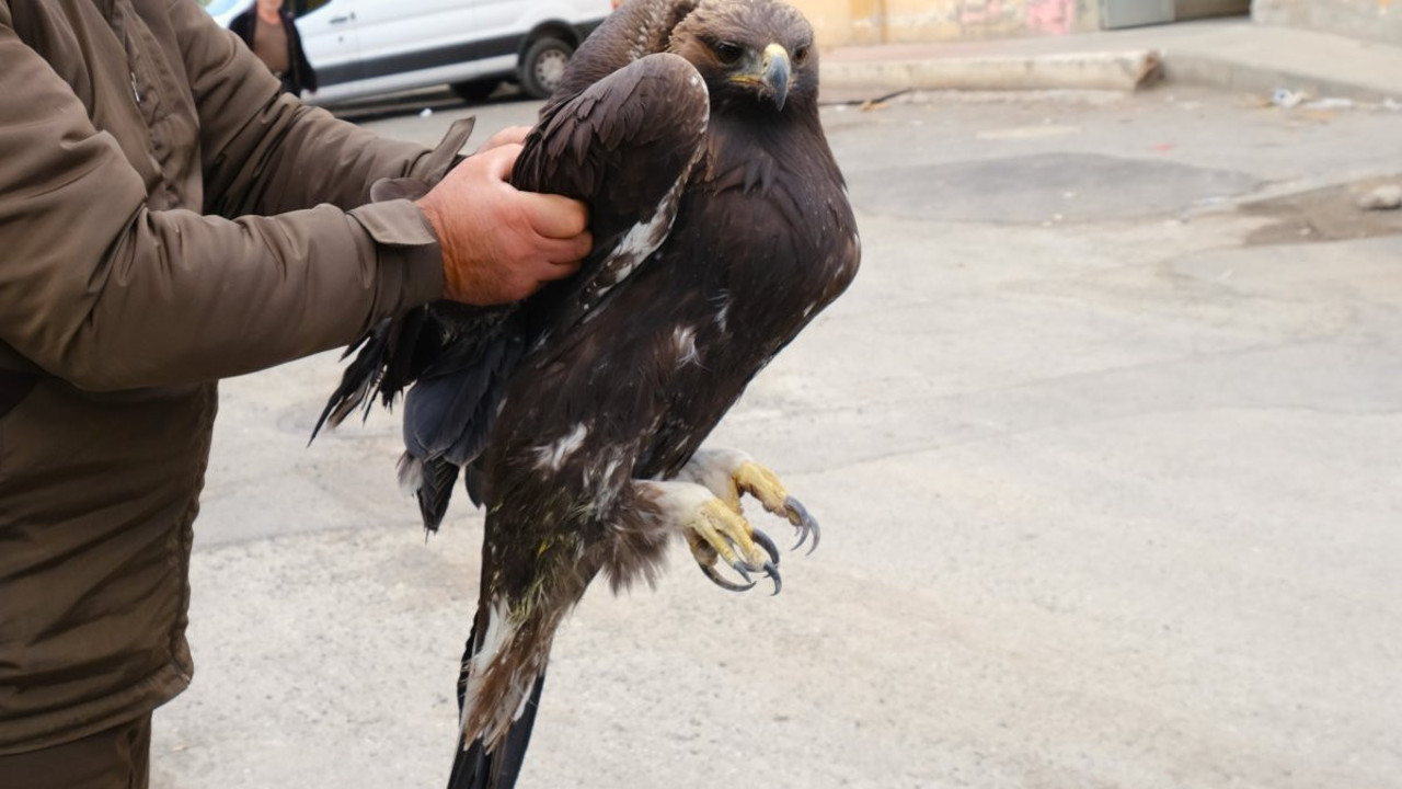 Heybetli Kartal uçamayınca tedavi altına alındı