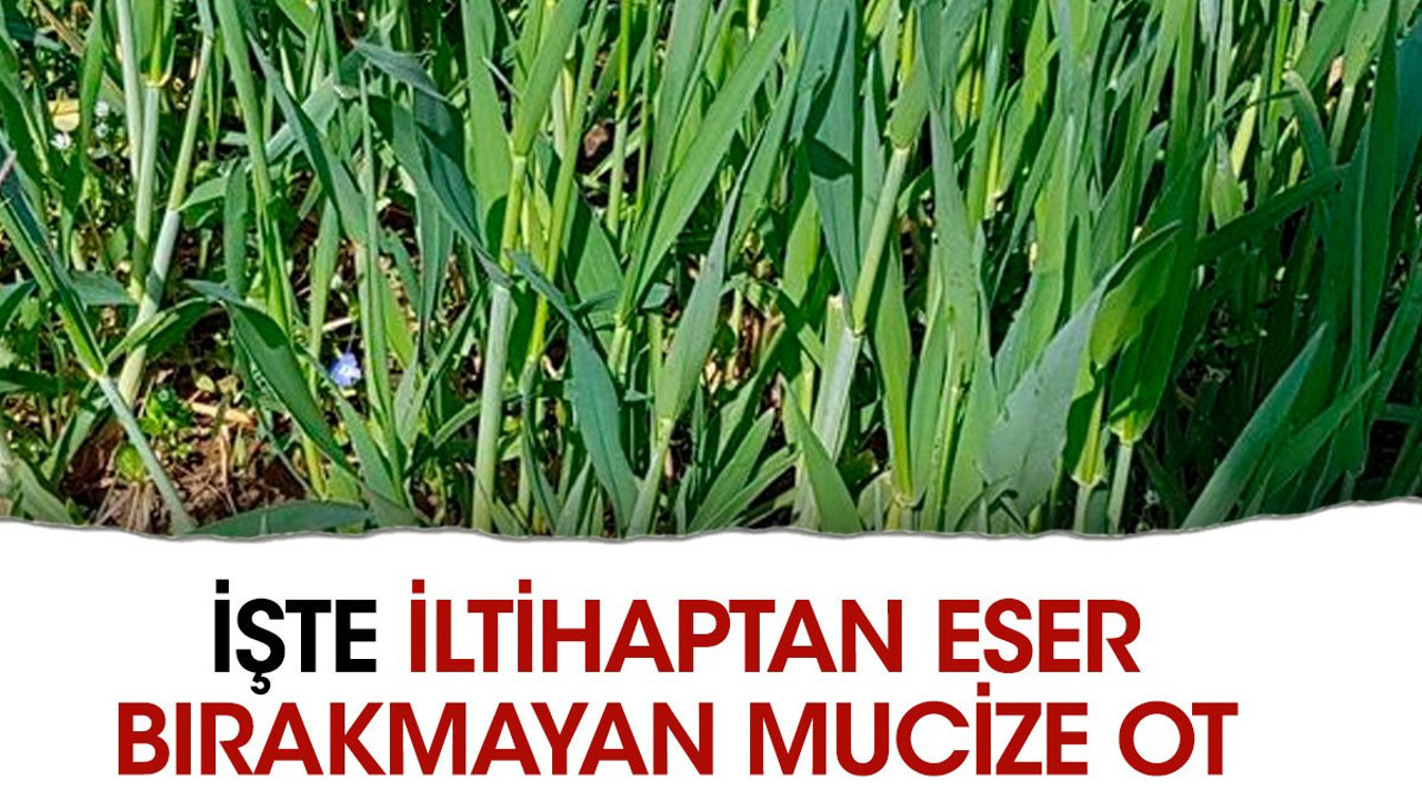 İşte iltihaptan eser bırakmayan mucize ot